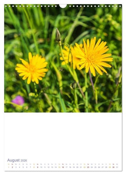 Produktbild: Sch&ouml;ne Wegwarten. Heimische Heilpflanzen am Wegesrand (Wandkalender 2026 DIN A3 hoch), CALVENDO Monatskalender