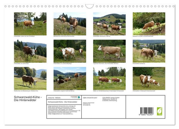 Produktbild: Schwarzwald-K&uuml;he - Die Hinterw&auml;lder (Wandkalender 2026 DIN A3 quer), CALVENDO Monatskalender
