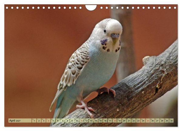 Produktbild: Wellensittiche (Wandkalender 2027 DIN A4 quer), CALVENDO Monatskalender