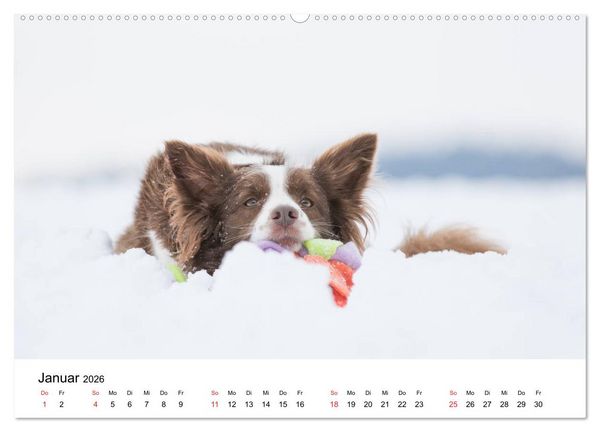 Produktbild: Border Collie - Bunt und clever! (hochwertiger Premium Wandkalender 2026 DIN A2 quer), Kunstdruck in Hochglanz