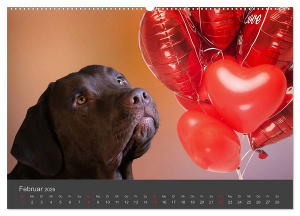 Produktbild: HUNDE LEBEN IST BUNT (Wandkalender 2026 DIN A2 quer), CALVENDO Monatskalender
