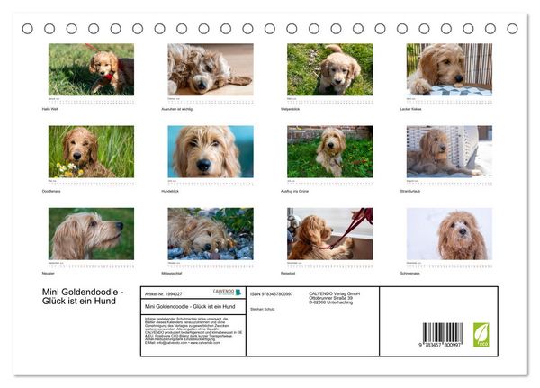 Produktbild: Mini Goldendoodle - Gl&uuml;ck ist ein Hund (Tischkalender 2026 DIN A5 quer), CALVENDO Monatskalender