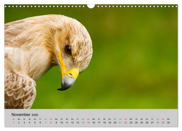 Produktbild: Scharfblick (Wandkalender 2026 DIN A3 quer), CALVENDO Monatskalender