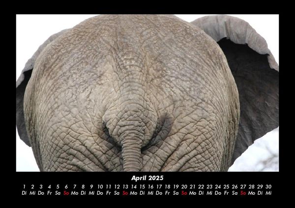 Produktbild: Tiere im Zoo 2025 Fotokalender DIN A3