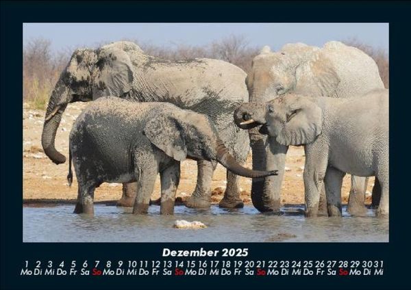 Produktbild: Der Elefantenkalender 2025 Fotokalender DIN A5