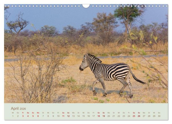 Produktbild: Zebras in Afrika (Wandkalender 2026 DIN A3 quer), CALVENDO Monatskalender