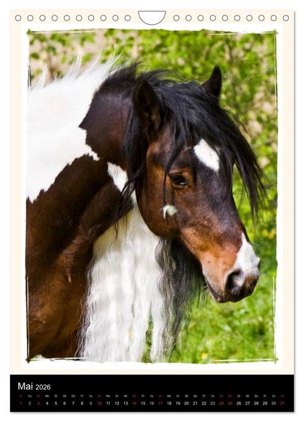 Produktbild: Gypsy's (Wandkalender 2026 DIN A4 hoch), CALVENDO Monatskalender