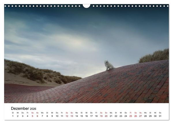 Produktbild: Ein Samojede am Meer (Wandkalender 2026 DIN A3 quer), CALVENDO Monatskalender