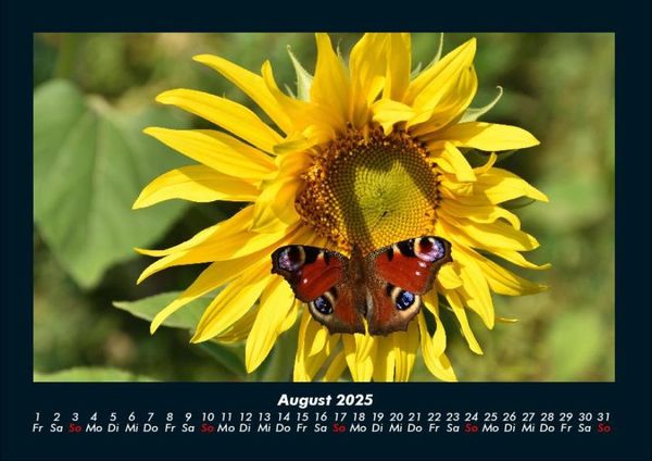Produktbild: Bunte Pracht der Schmetterlinge 2025 Fotokalender DIN A4