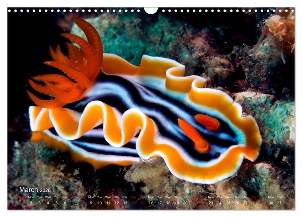 Produktbild: Diving in Indonesia - BEAUTIFUL NUDIBRANCHS (Wall Calendar 2026 DIN A3 landscape), CALVENDO 12 Month Wall Calendar
