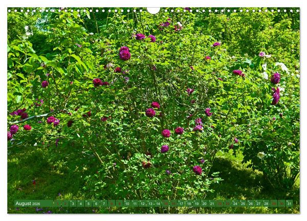 Produktbild: Rosengarten auf dem Beutig (Wandkalender 2026 DIN A3 quer), CALVENDO Monatskalender