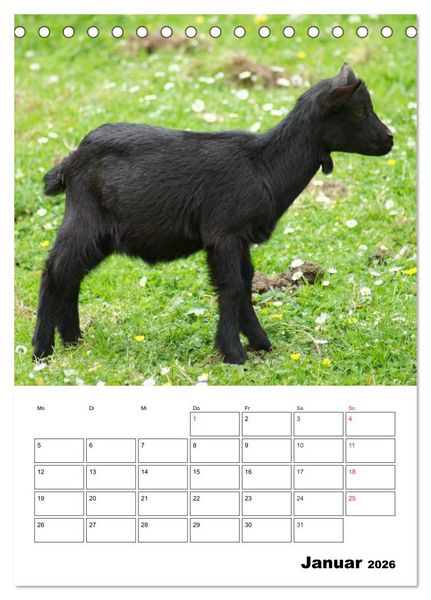 Produktbild: Ziegen Terminplaner (Tischkalender 2026 DIN A5 hoch), CALVENDO Monatskalender