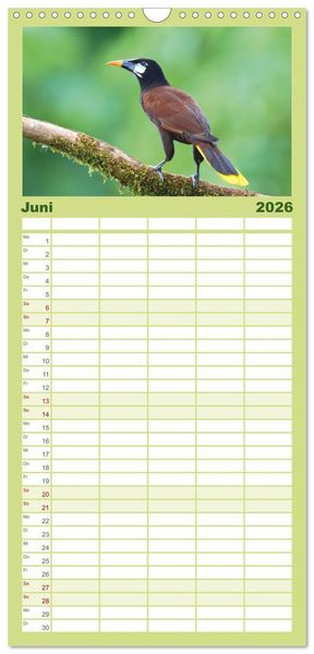 Produktbild: Familienplaner 2026 - Costa Ricas gefiederte Pracht mit 5 Spalten (Wandkalender, 21 x 45 cm) CALVENDO