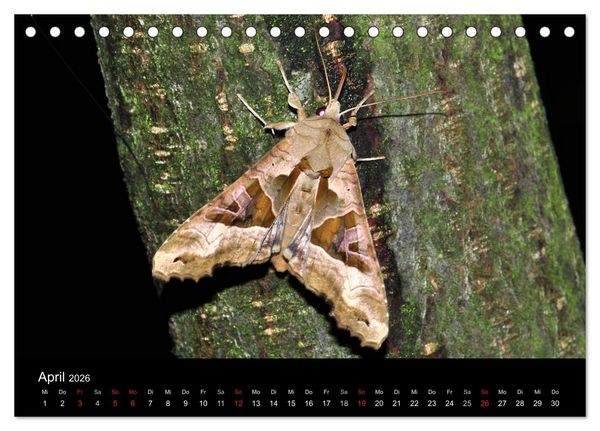 Produktbild: Nachtfalter - Unbekannte Sch&ouml;nheiten (Tischkalender 2026 DIN A5 quer), CALVENDO Monatskalender