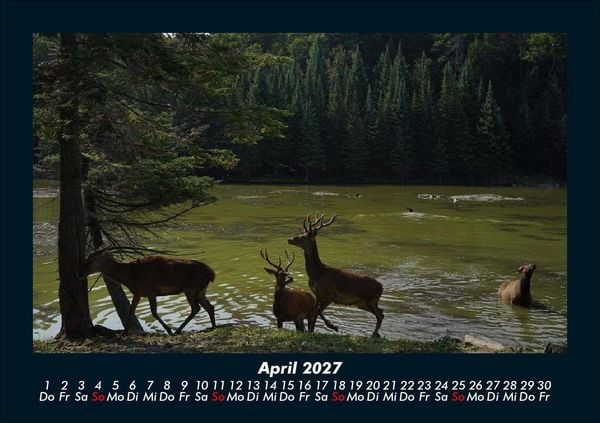 Produktbild: Waldbewohner 2027 Fotokalender DIN A5