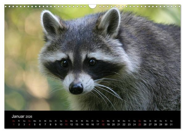 Produktbild: Waschb&auml;ren (Wandkalender 2026 DIN A3 quer), CALVENDO Monatskalender