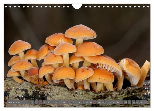 Produktbild: PILZE IM WALD (Wandkalender 2026 DIN A4 quer), CALVENDO Monatskalender
