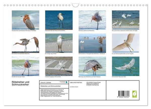 Produktbild: R&ouml;telreiher und Schmuckreiher (Wandkalender 2026 DIN A3 quer), CALVENDO Monatskalender