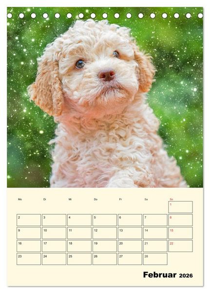 Produktbild: Jahresplaner Lagotto Romagnolo Welpen (Tischkalender 2026 DIN A5 hoch), CALVENDO Monatskalender