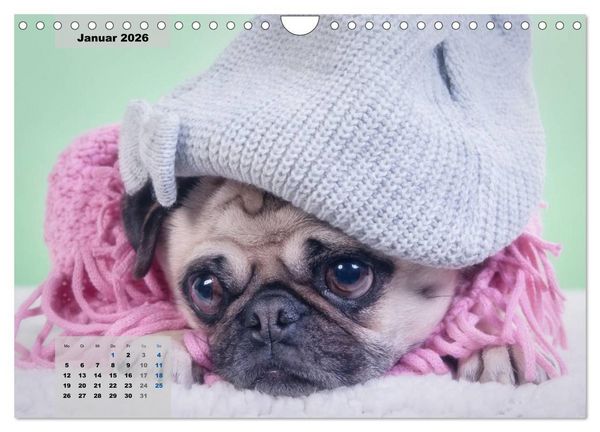 Produktbild: Lillie Mopsgetier - mopsfidel durchs Jahr (Wandkalender 2026 DIN A4 quer), CALVENDO Monatskalender