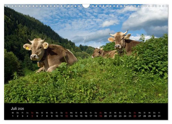 Produktbild: Gl&uuml;ckliches Rindvieh 2026 (Wandkalender 2026 DIN A3 quer), CALVENDO Monatskalender
