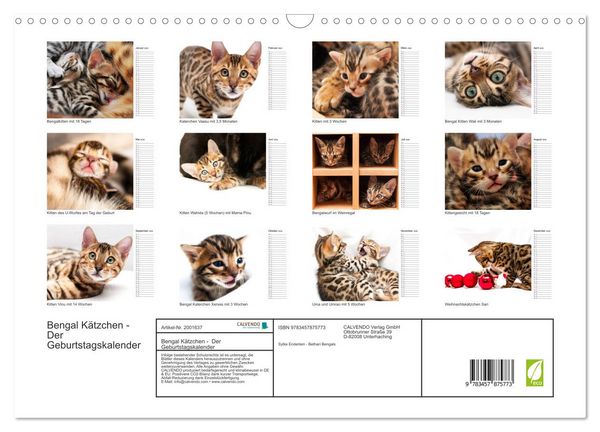 Produktbild: Bengal K&auml;tzchen - Der Geburtstagskalender (Wandkalender 2026 DIN A3 quer), CALVENDO Monatskalender