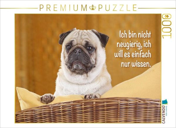 CALVENDO Puzzle Mops schaut aufmerksam | 1000 Teile Lege-Größe 64x48cm Foto-Puzzle für glückliche Stunden