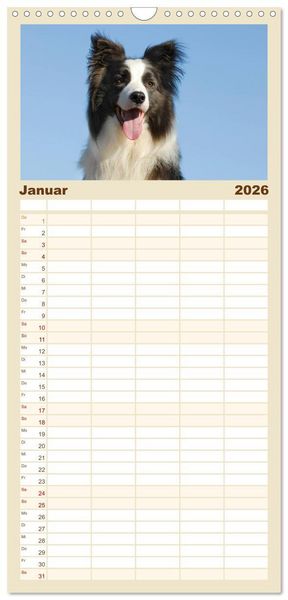 Produktbild: Familienplaner 2026 - Border Collie 2026 mit 5 Spalten (Wandkalender, 21 x 45 cm) CALVENDO