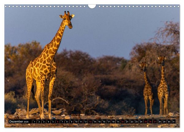 Produktbild: Safari durch das S&uuml;dliche Afrika (Wandkalender 2026 DIN A3 quer), CALVENDO Monatskalender
