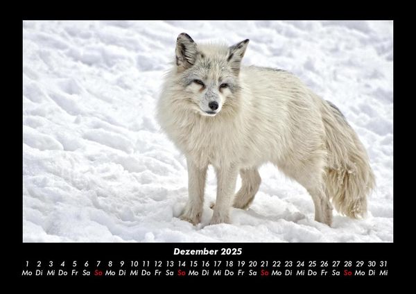 Produktbild: Waldbewohner 2025 Fotokalender DIN A3