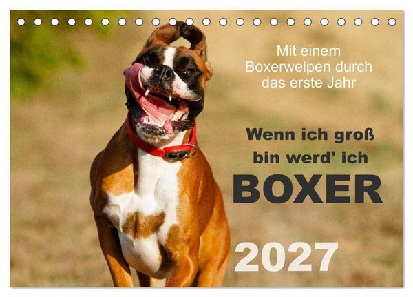 Produktbild: Wenn ich gro&szlig; bin werd' ich Boxer (Tischkalender 2027 DIN A5 quer), CALVENDO Monatskalender