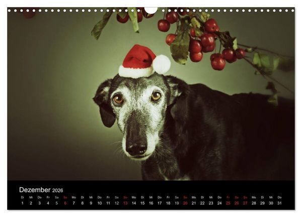Produktbild: Der Windhundekalender (Wandkalender 2026 DIN A3 quer), CALVENDO Monatskalender