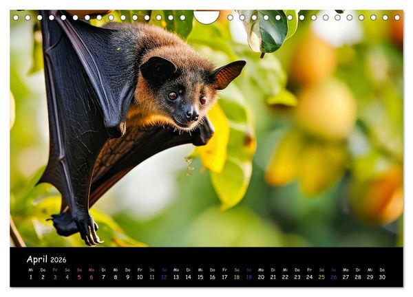 Produktbild: Flederm&auml;use - kleine Vampire (Wandkalender 2026 DIN A4 quer), CALVENDO Monatskalender