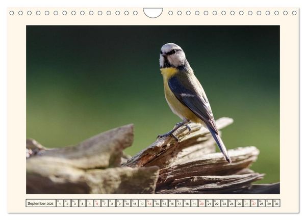 Produktbild: Gefiederte Sch&ouml;nheiten - Die Blaumeise (Wandkalender 2026 DIN A4 quer), CALVENDO Monatskalender
