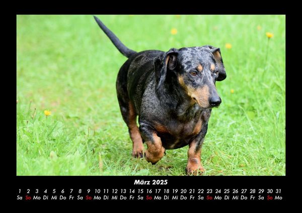 Produktbild: Hundezauber 2025 Fotokalender DIN A3