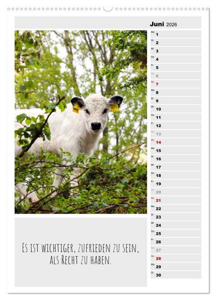 Produktbild: Coole Rindviecher (hochwertiger Premium Wandkalender 2026 DIN A2 hoch), Kunstdruck in Hochglanz