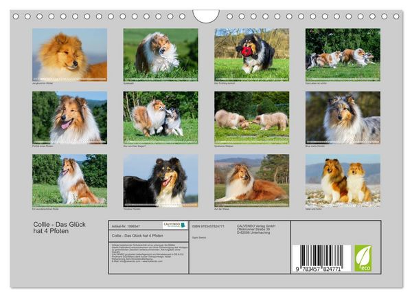 Produktbild: Collie - Das Gl&uuml;ck hat 4 Pfoten (Wandkalender 2026 DIN A4 quer), CALVENDO Monatskalender