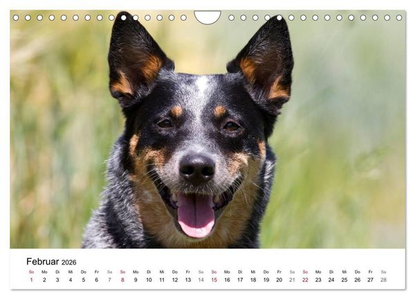 Produktbild: Faszinierende Australian Cattle Dogs (Wandkalender 2026 DIN A4 quer), CALVENDO Monatskalender