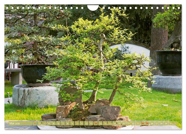 Produktbild: Gartenkunst aus Japan: Bonsai (Wandkalender 2026 DIN A4 quer), CALVENDO Monatskalender