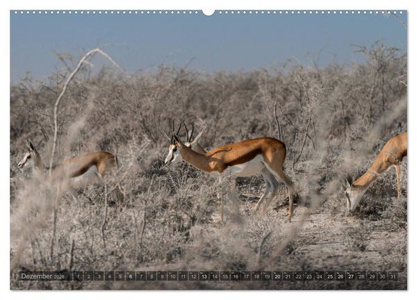 Produktbild: ETOSHA &ndash; Namibia Highlights (Wandkalender 2026 DIN A2 quer), CALVENDO Monatskalender