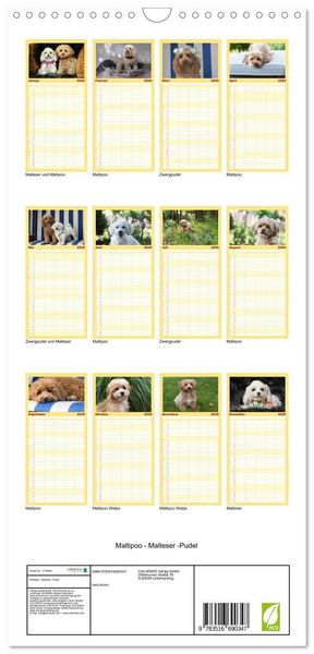Produktbild: Familienplaner 2026 - Maltipoo - Malteser -Pudel mit 5 Spalten (Wandkalender, 21 x 45 cm) CALVENDO