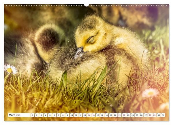 Produktbild: Flauschige Momente! Enten- und G&auml;nsek&uuml;ken im Jahreslauf (hochwertiger Premium Wandkalender 2026 DIN A2 quer), Kunstdruck in Hochglanz