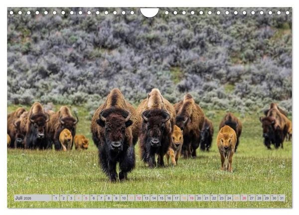 Produktbild: Bison und Wisent - Riesen mit unb&auml;ndiger Kraft (Wandkalender 2026 DIN A4 quer), CALVENDO Monatskalender