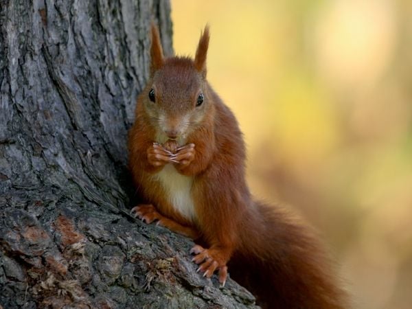 Produktbild: CALVENDO Puzzle Eichh&ouml;rnchen 1000 Teile Puzzle quer | 1000 Teile Lege-Gr&ouml;&szlig;e 64 &times; 48 cm Foto-Puzzle f&uuml;r gl&uuml;ckliche Stunden