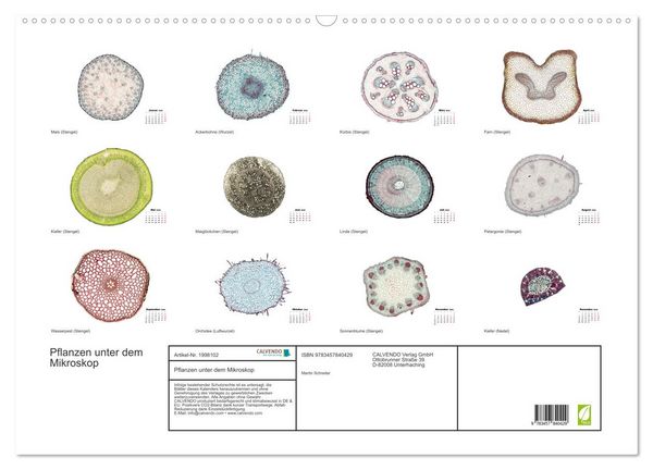 Produktbild: Pflanzen unter dem Mikroskop (Wandkalender 2026 DIN A2 quer), CALVENDO Monatskalender