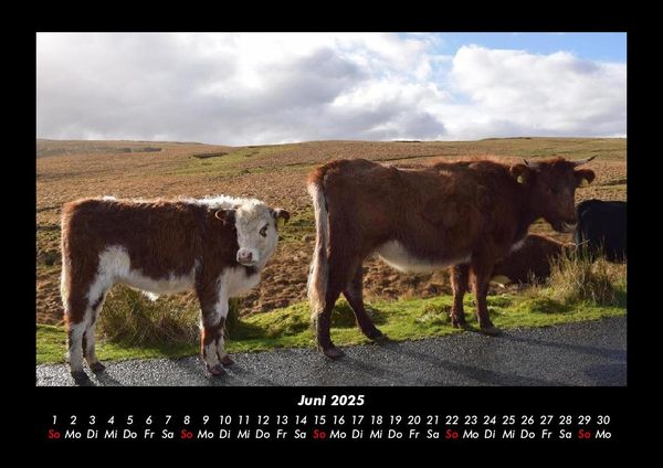 Produktbild: Kuhkalender 2025 Fotokalender DIN A3