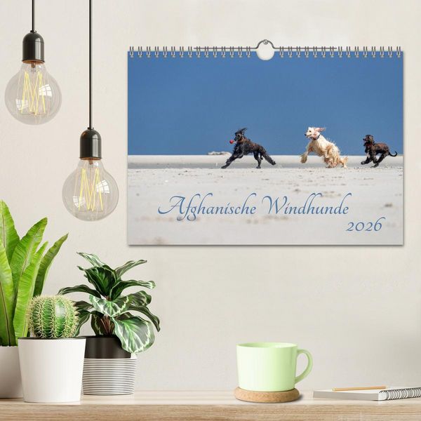 Produktbild: AFGHANISCHE WINDHUNDE 2026 (Wandkalender 2026 DIN A4 quer), CALVENDO Monatskalender
