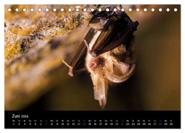 Produktbild: Flederm&auml;use - kleine Vampire (Tischkalender 2026 DIN A5 quer), CALVENDO Monatskalender