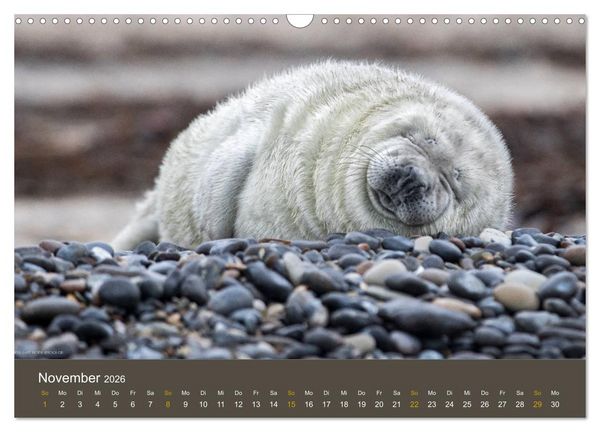 Produktbild: Robben auf der Helgol&auml;nder D&uuml;ne (Wandkalender 2026 DIN A3 quer), CALVENDO Monatskalender