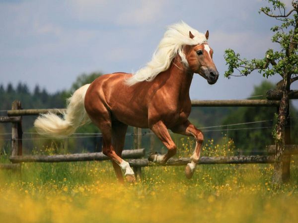 Produktbild: CALVENDO Puzzle Haflingerhengst - Weltreservesieger | 1000 Teile Lege-Gr&ouml;&szlig;e 64x48cm Foto-Puzzle f&uuml;r gl&uuml;ckliche Stunden